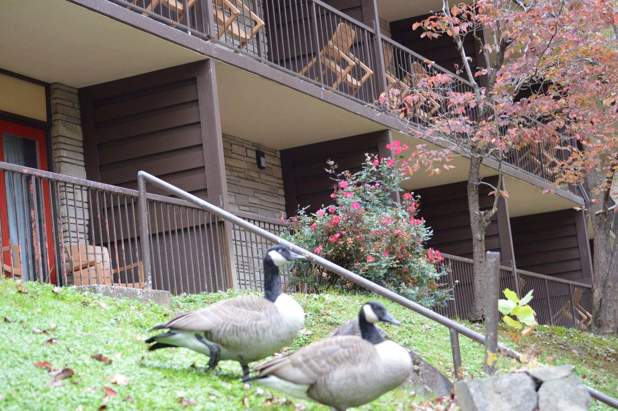 Econo Lodge Inn & Suites On The River Gatlinburg Luaran gambar